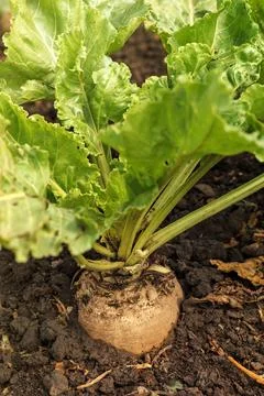 Sugar beet root crop Stock Photos