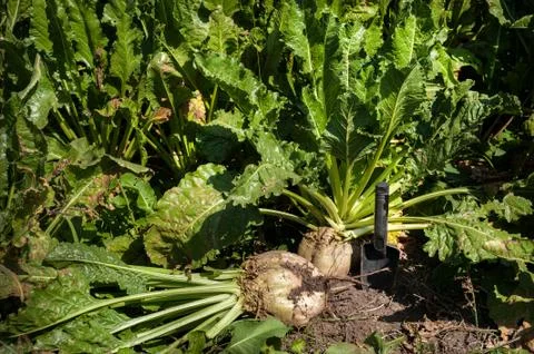 Sugar beet root extracted from the ground and a mini-shovel Stock Photos