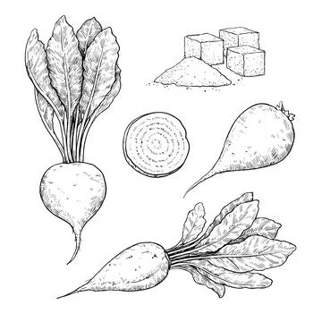 Sugar beet root, plant and slice in engraving style. Black and white vector.. Stock Illustration