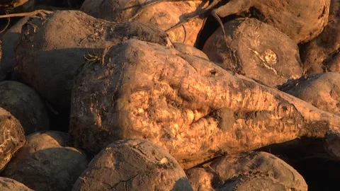 Sugar beet roots during harvest in the field Stock Footage 145257624