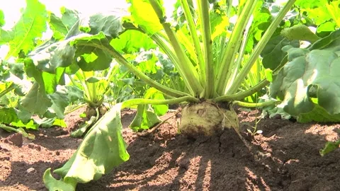 Sugar beet roots during harvest in the field Stock Footage 145257635