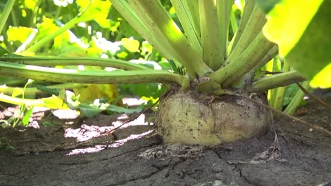 Sugar beet roots during harvest in the field Stock Footage 145257645