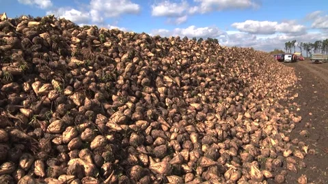 Sugar beet roots during harvest in the field Stock Footage 145257648