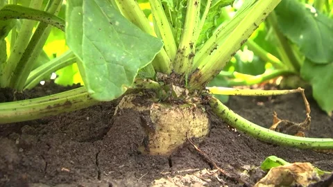 Sugar beet roots during harvest in the field Stock Footage 145257649
