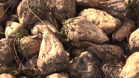 Sugar beet roots during harvest in the field Stock-Footage 145257653