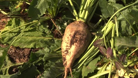 Sugar beet roots during harvest in the field Stock Footage 145257658