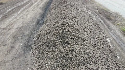 Sugar beet roots Stock Footage 163930752