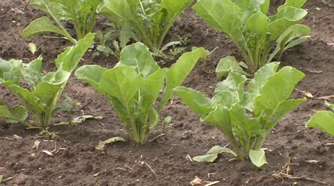 Sugar-beet sheets Vídeo Stock 39677972