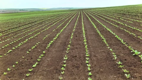Sugar beet shoots with small leaves in the field Stock Footage 147671052