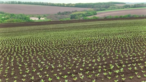 Sugar beet shoots with small leaves in the field Stock Footage 147671089