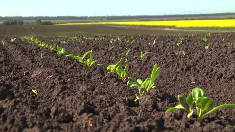 Sugar beet shoots with small leaves in the field Stock Footage 147671105