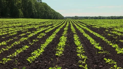 Sugar beet shoots with small leaves in the field Stock Footage 147671107
