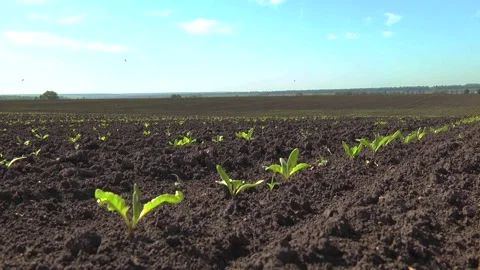 Sugar beet shoots with small leaves in the field Stock Footage 147671111