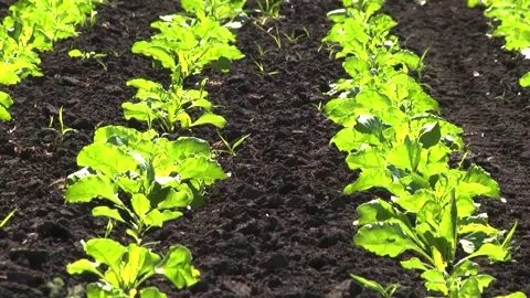 Sugar beet shoots with small leaves in the field Stock Footage 147671153