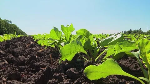 Sugar beet shoots with small leaves in the field Stock Footage 147671248
