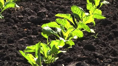Sugar beet shoots with small leaves in the field Stock-Footage 147671259