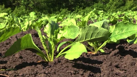 Sugar beet shoots with small leaves in the field Stock Footage 147671273