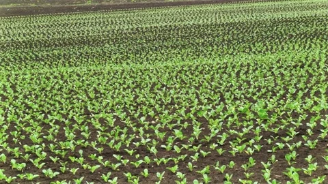 Sugar beet shoots with small leaves in the field Stock Footage 147671277