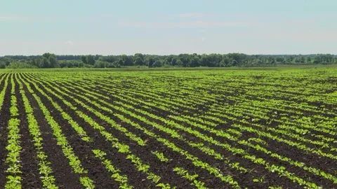 Sugar beet shoots with small leaves in the field Stock-Footage 147671284