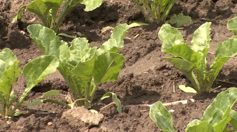 Sugar beet sprouts Stock-Footage 39678049