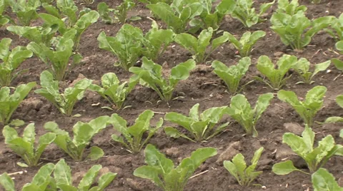 Sugar beet sprouts in rows Vídeo Stock 39677581
