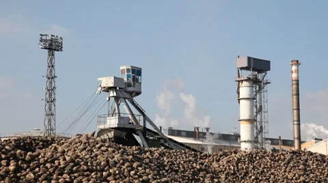 Sugar beet in sugar factory 스톡 동영상 8683605