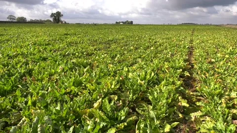 Sugar Beet UK 스톡 동영상 140812668