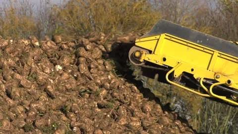 Sugar Beet UK Stock Footage 143007608