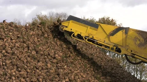 Sugar Beet UK 스톡 동영상 143007802