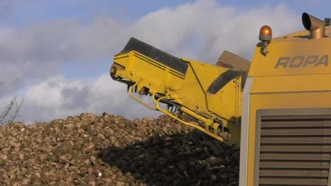 Sugar Beet UK 스톡 동영상 143007920