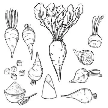 Sugar beet. Vector illustration. Stock Illustration