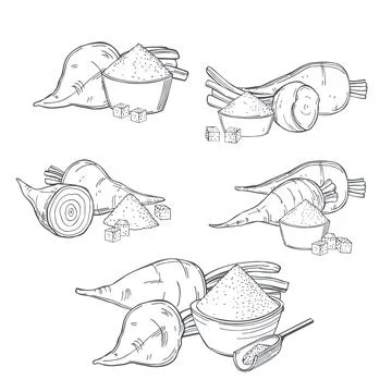 Sugar beet. Vector illustration. Stock Illustration