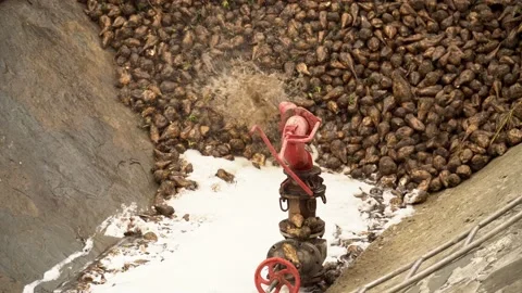 Sugar Beet Is Washed At The  Sugar Factory Stock Footage 166366707