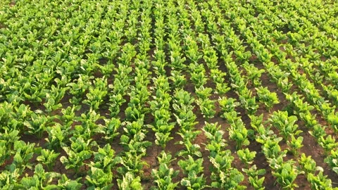 Sugar beet white beet. Aerial shoot of beetroort crops on scorched by summer sun Stock Footage 156192186