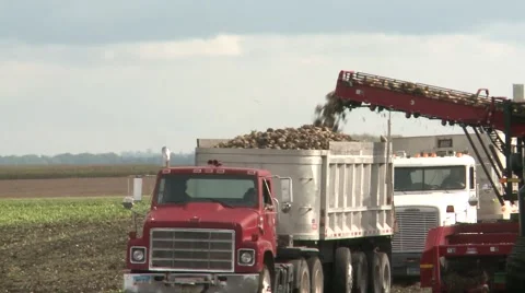 Sugar Beets Fill Trucks Stock Footage 44467104