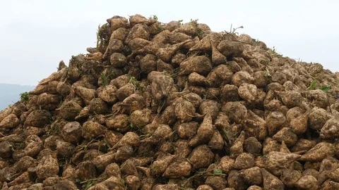 Sugar beets Stock Footage 86646030