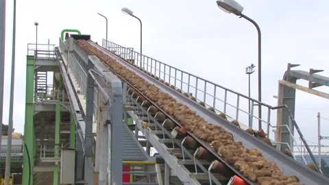 Sugar Beets Moving on Conveyor Belt Stock Footage 342022915