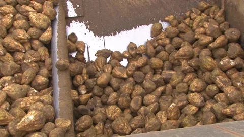 Sugar Beets Moving Through Processing Container Stock Footage 343662624