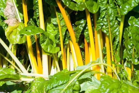 Sugar beets Stock Photos