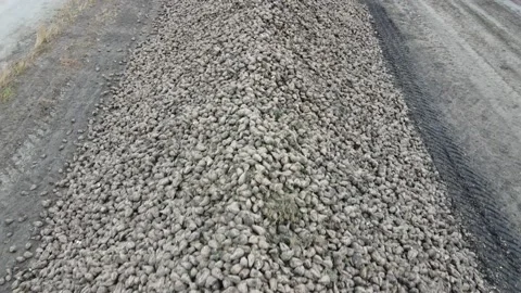 Sugar beets top view Stock Footage 164023585