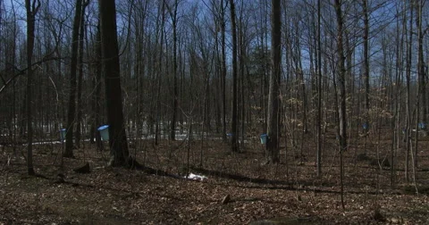 Sugar bush during maple syrup harvest season Stock Footage 49239375
