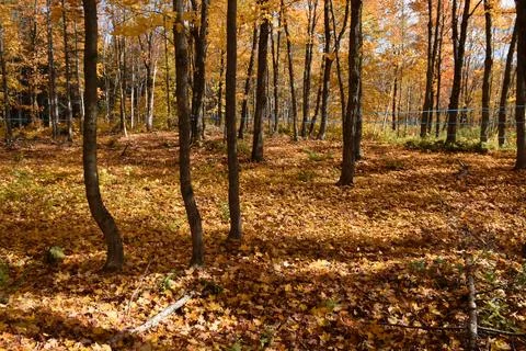 A sugar bush in the fall Stock Photos