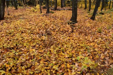 A sugar bush in the fall Stock Photos