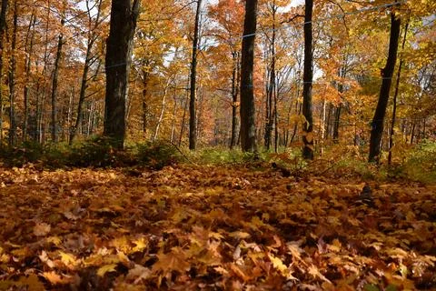 A sugar bush in the fall Stock Photos