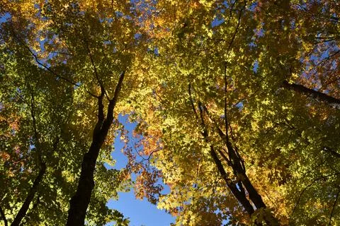 A sugar bush in the fall Foto stock