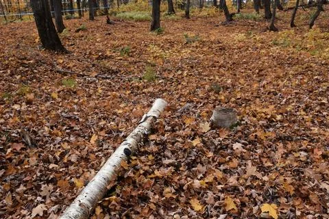 A sugar bush in the fall Stock Photos
