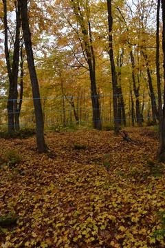 A sugar bush in the fall Stock Photos