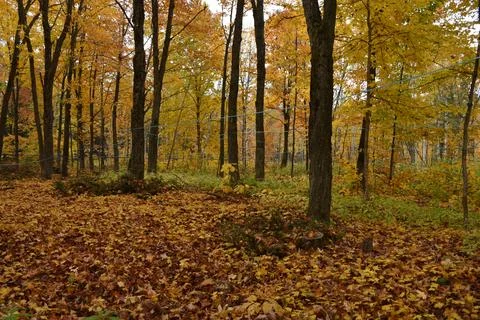 A sugar bush in the fall Stock Photos