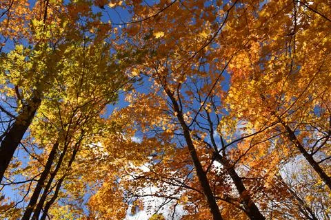 A sugar bush in the fall Stock Photos