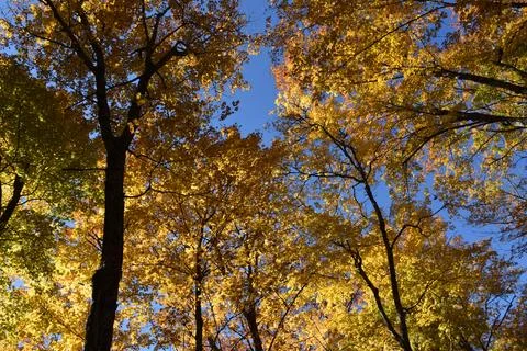 A sugar bush in the fall Stock Photos